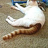 Moe is registered to the contest to win money with this photo: cat, sleeping, carpet, orange, white, tabby, litter_box, plush_toy, indoor, pet, feline, resting, cozy, animal, paw, tail, fur, relaxed, domestic, quiet