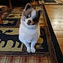 dog, puppy, small_dog, fluffy, indoor, carpet, patterned_rug, head_tilt, cute, pet, animal, brown_and_white, floor, wood_floor, looking_up, sitting, domestic, companion, fur, adorable
