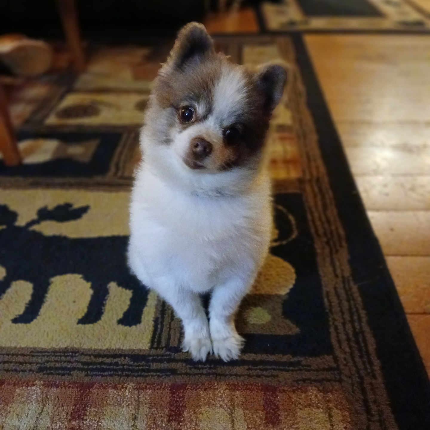 Chico joined the competition — help win amazing prizes! adorable, animal, brown_and_white, carpet, companion, cute, dog, domestic, floor, fluffy, fur, head_tilt, indoor, looking_up, patterned_rug, pet, puppy, sitting, small_dog, wood_floor