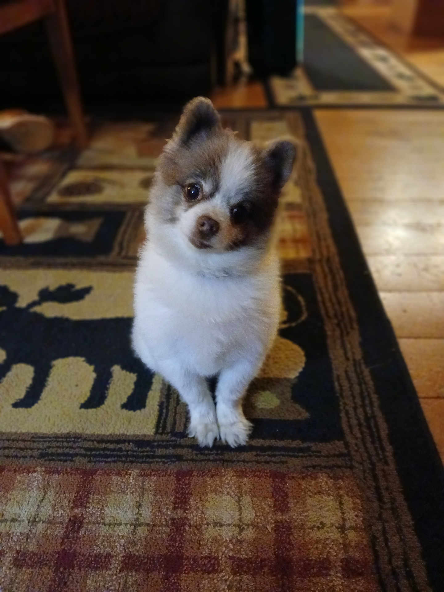 Chico joined the competition — help win amazing prizes! dog, puppy, small_dog, fluffy, indoor, carpet, patterned_rug, head_tilt, cute, pet, animal, brown_and_white, floor, wood_floor, looking_up, sitting, domestic, companion, fur, adorable