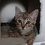 Moustache a rejoint le concours — aidez-le/la à gagner de superbes lots ! kitten, tabby, cat, indoor, pet, feline, cute, animal, whiskers, ears, eyes, paw, resting, cozy, soft, fur, cat_tree, curious, young, small