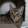 animal, cat, cat_tree, cozy, curious, cute, ears, eyes, feline, fur, indoor, kitten, paw, pet, resting, small, soft, tabby, whiskers, young