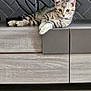 Moustache a rejoint le concours — aidez-le/la à gagner de superbes lots ! kitten, cat, tabby, feline, pet, cute, lounging, wooden_cabinet, indoor, floor, curious, resting, animal, young_cat, striped, ears, whiskers, eyes, furniture, modern