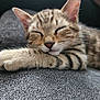 Moustache a rejoint le concours — aidez-le/la à gagner de superbes lots ! kitten, cat, sleeping, tabby, paw, fur, closeup, domestic_cat, pet, animal, cozy, resting, cute, whiskers, face, ears, texture, indoor, relaxation, soft