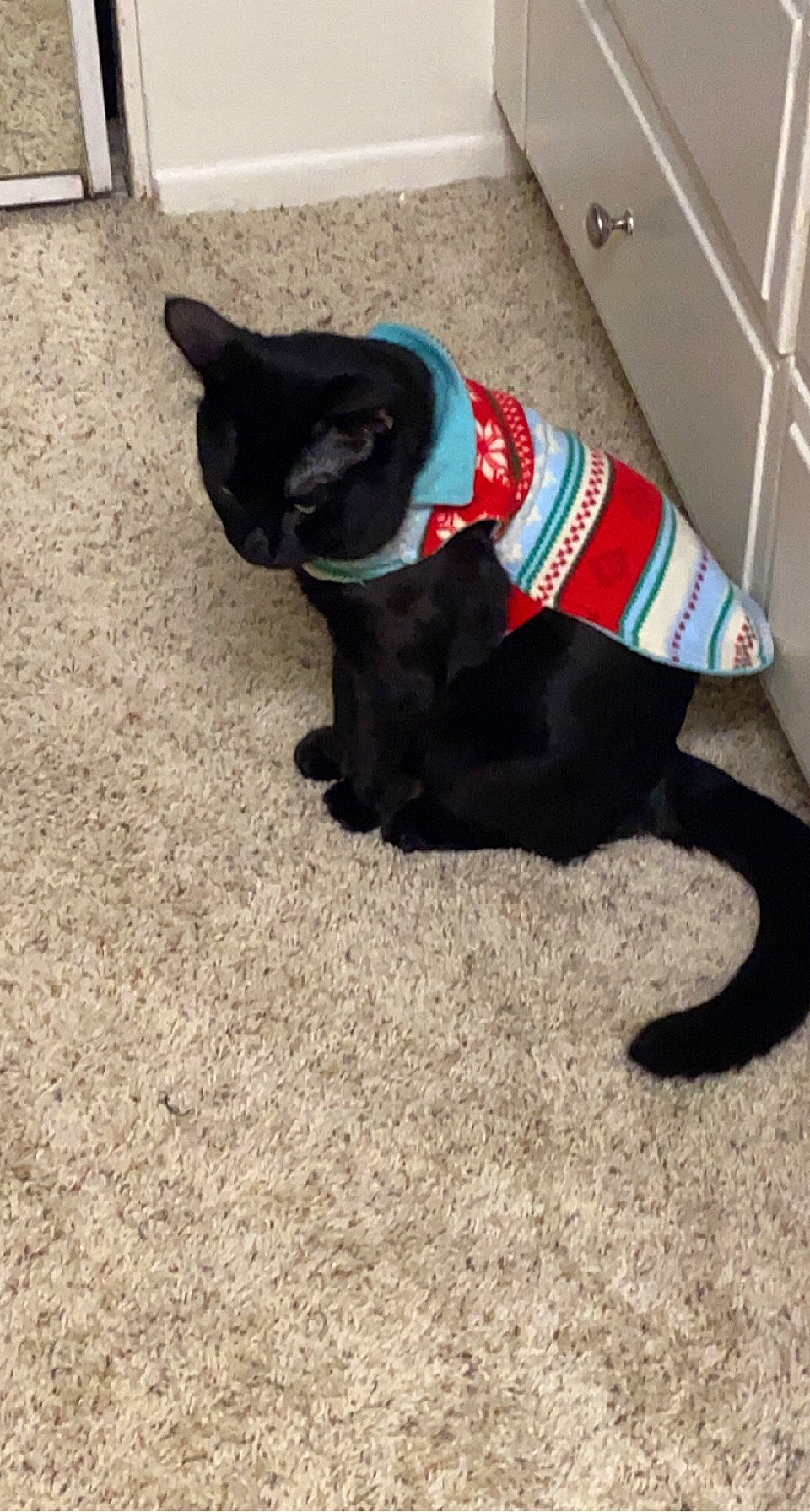 Mochi is registered to the contest to win money with this photo: black_cat, canidae, carnivore, cat, collar, companion_dog, dog_breed, dog_supply, electric_blue, felidae, flooring, fur, grass, human_leg, pet_supply, small_to_medium_sized_cats, snout, sporting_group, tail, whiskers