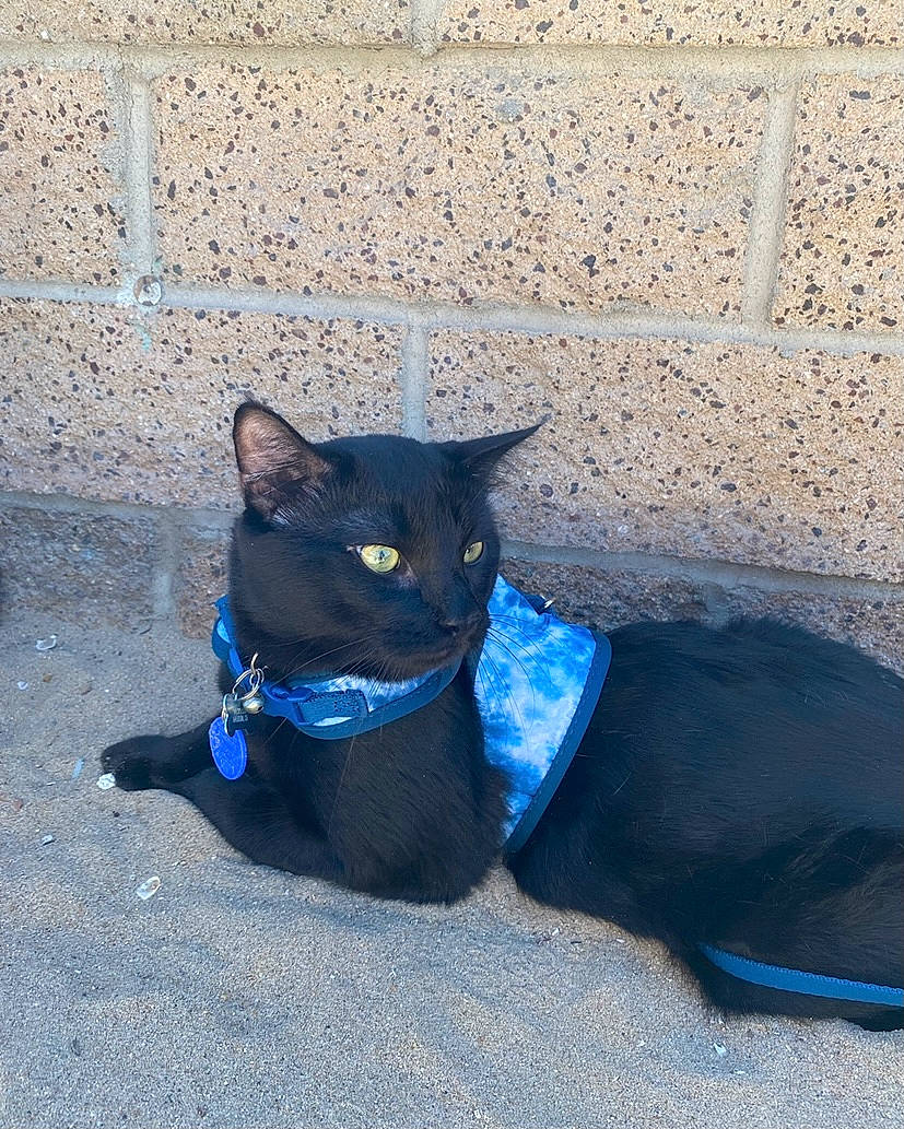 Mochi joined the competition — help win amazing prizes! azure, blue, carnivore, cat, collar, dog_breed, domestic_short_haired_cat, electric_blue, felidae, grey, mammal, pet_supply, road_surface, russian_blue, shadow, small_to_medium_sized_cats, snout, tail, terrestrial_animal, whiskers