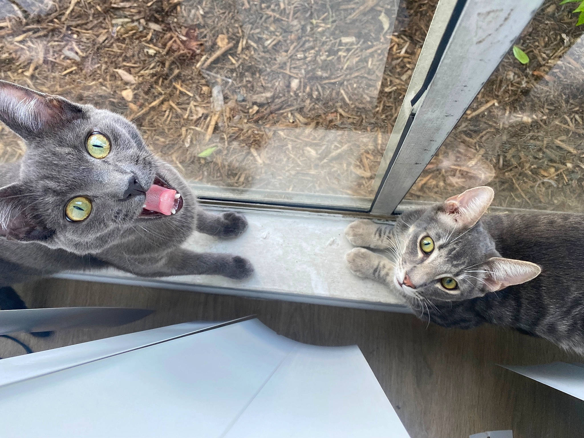 Mochi joined the competition — help win amazing prizes! auto_part, automotive_exterior, carnivore, cat, domestic_short_haired_cat, felidae, fur, grey, mammal, metal, rim, russian_blue, small_to_medium_sized_cats, snout, tail, vehicle, vertebrate, whiskers, window, wood