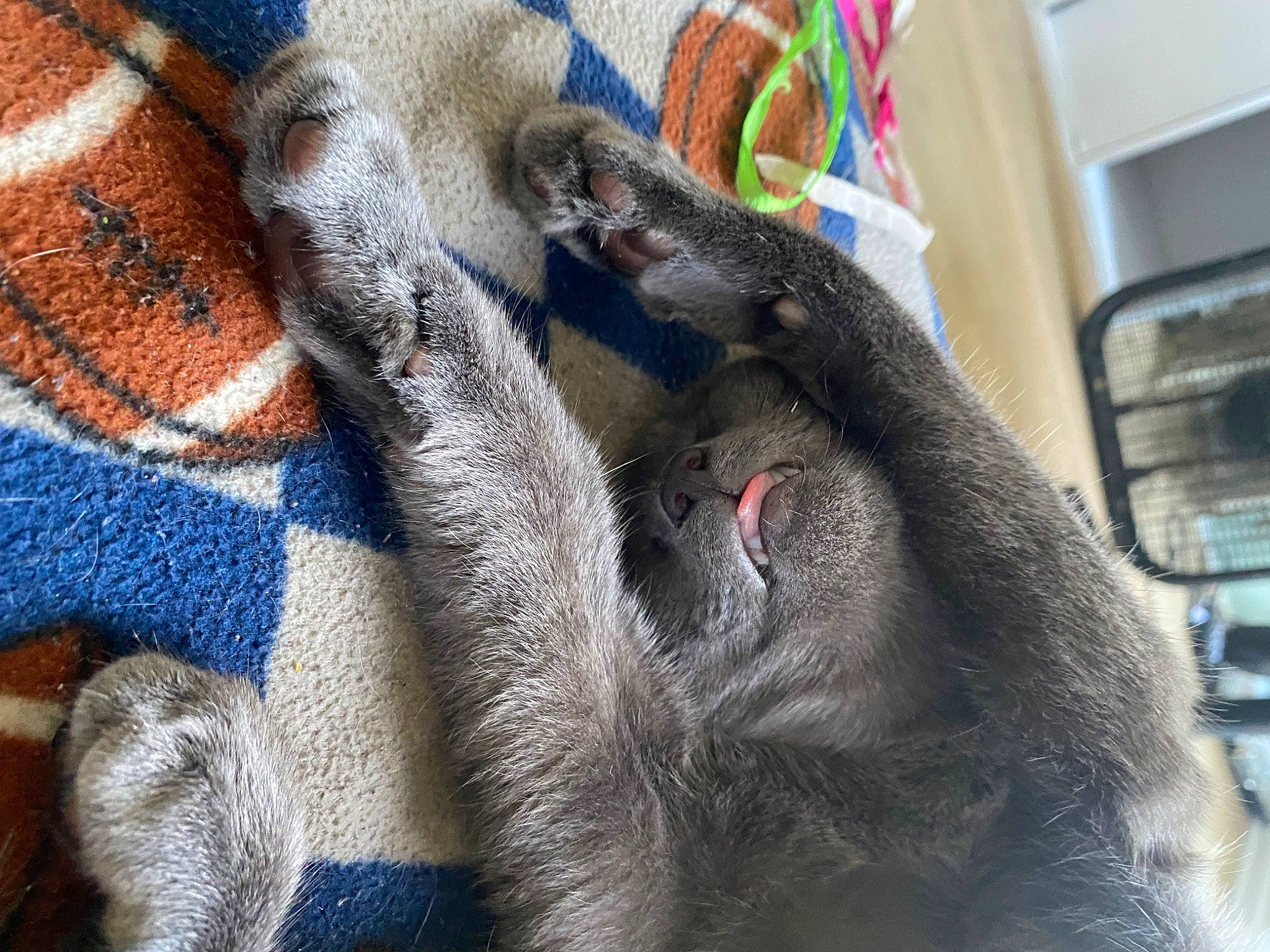 Mochi joined the competition — help win amazing prizes! comfort, domestic_short_haired_cat, electric_blue, fawn, felidae, fur, grey, gunny_sack, pattern, paw, small_to_medium_sized_cats, snout, terrestrial_animal, whiskers, wool, woolen, working_animal, woven_fabric, wrinkle