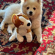 Fred joined the competition — help win amazing prizes! adorable, animal, carpet, companion, cuddling, cute, dog, domestic, fluffy, fur, indoor, laying_down, patterned, pet, puppy, soft, stuffed_animal, sunlight, toy, white