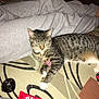 Nutmeg is registered to the contest to win money with this photo: