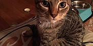 Nutmeg is registered to the contest to win money with this photo: