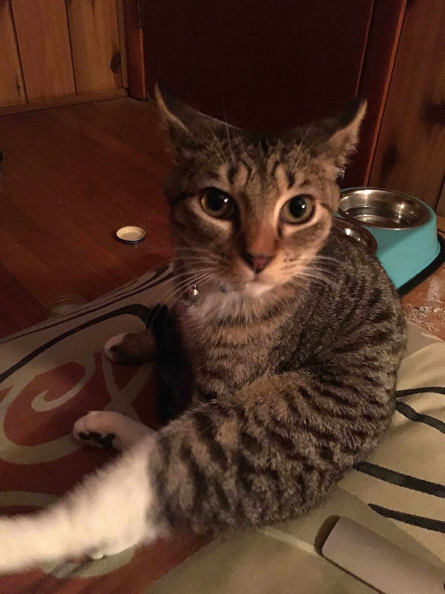 Nutmeg