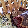 Saxby is registered to the contest to win money with this photo: