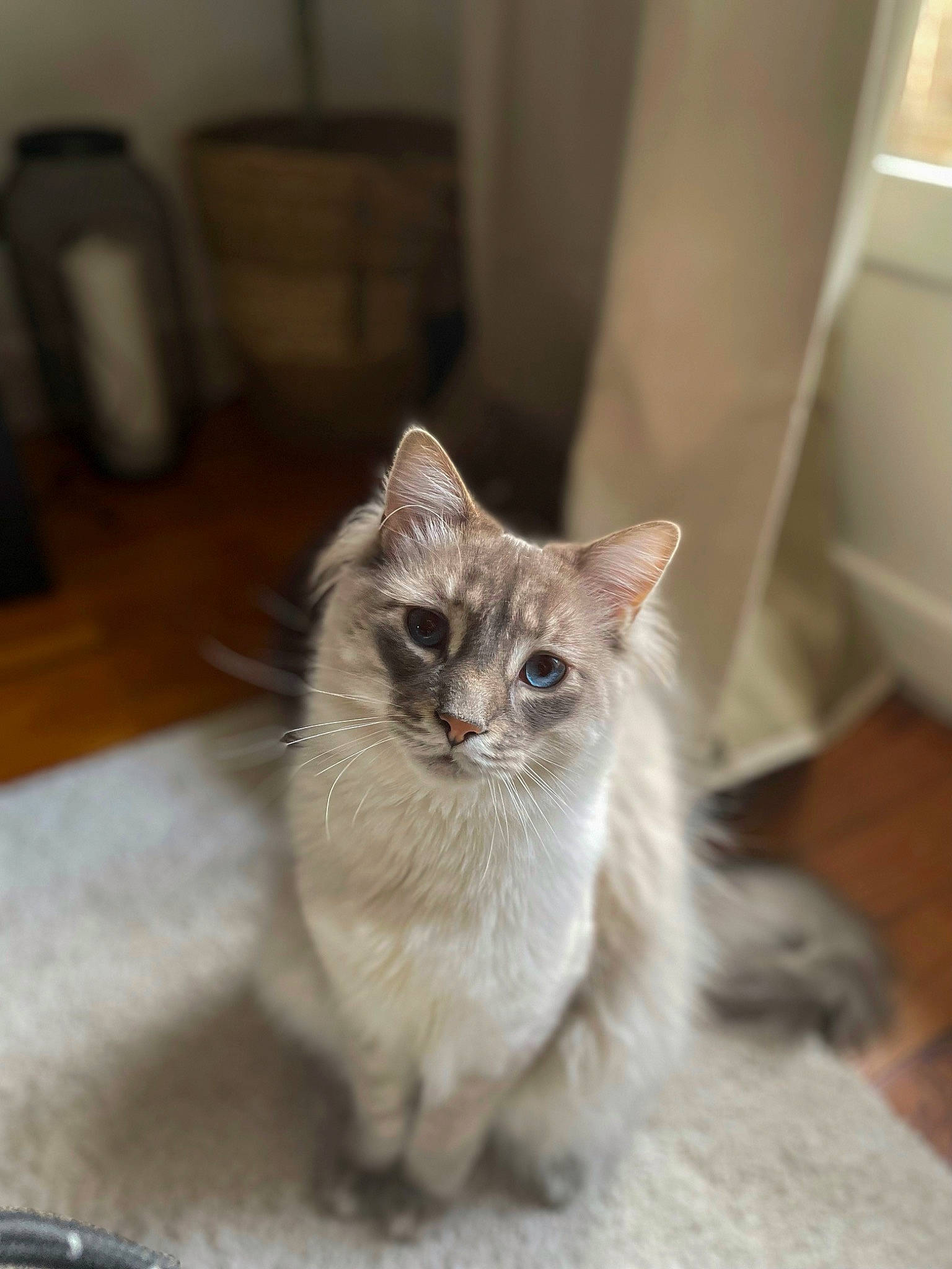 Kyo participe au concours pour gagner de l'argent avec cette photo : carnivore, cat, claw, domestic_short_haired_cat, fawn, felidae, flooring, fur, hardwood, paw, small_to_medium_sized_cats, snout, tail, terrestrial_animal, thai, whiskers, window, wood