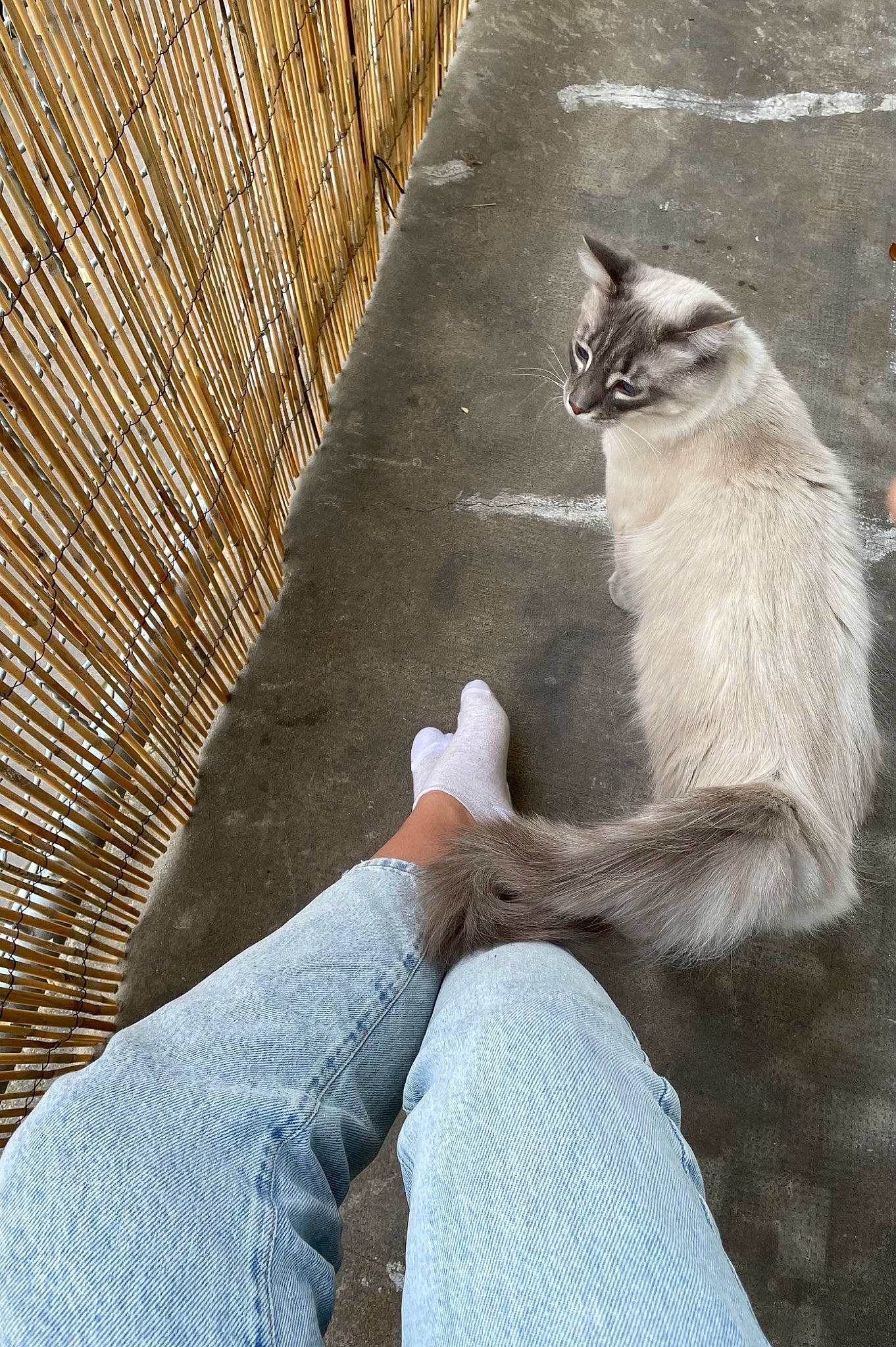 Kyo participe au concours pour gagner de l'argent avec cette photo : carnivore, cat, comfort, denim, domestic_short_haired_cat, fawn, felidae, foot, grass, grey, human_leg, jeans, road_surface, sitting, small_to_medium_sized_cats, snout, tail, tints_and_shades, whiskers, wood