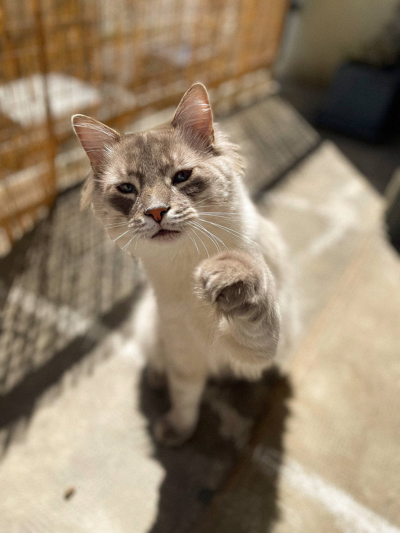 Kyo participe au concours pour gagner de l'argent avec cette photo : carnivore, cat, claw, domestic_short_haired_cat, fawn, felidae, fur, grey, monochrome_photography, paw, plant, small_to_medium_sized_cats, snout, tail, terrestrial_animal, tree, whiskers, wildlife, window, wood