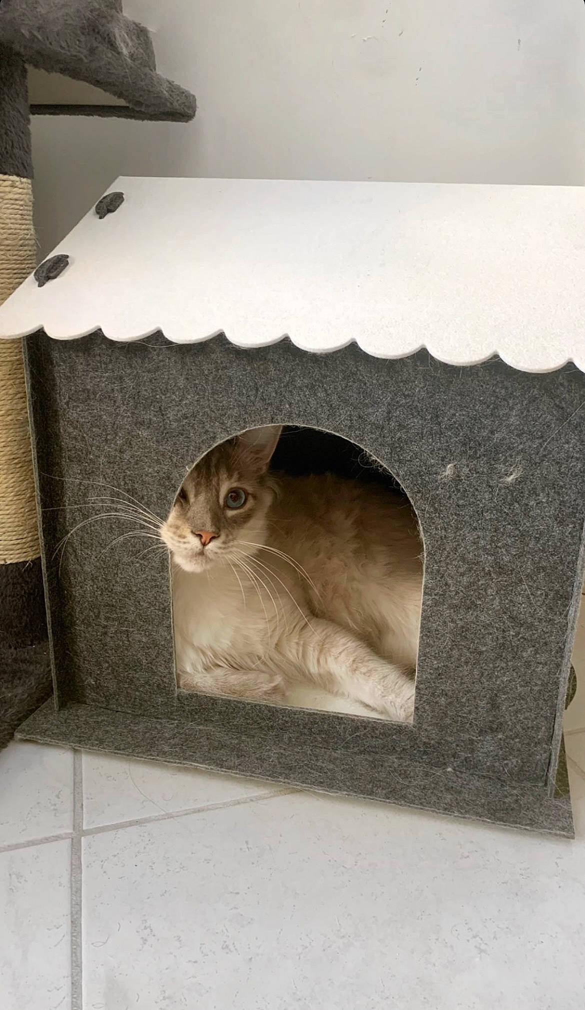 Kyo a rejoint le concours — aidez-le/la à gagner de superbes lots ! carnivore, cat, cat_supply, domestic_rabbit, domestic_short_haired_cat, fawn, felidae, grey, mammal, pet_supply, rabbit, rectangle, rodent, room, small_to_medium_sized_cats, snout, tail, whiskers, window, wood