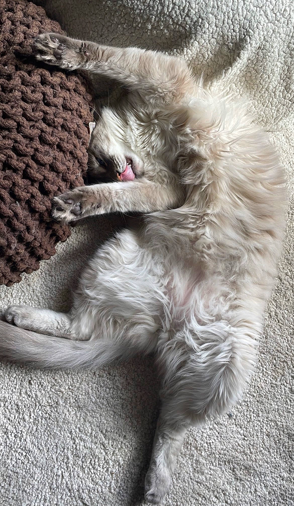 Kyo a rejoint le concours — aidez-le/la à gagner de superbes lots ! carnivore, cat, claw, comfort, dog_breed, domestic_short_haired_cat, felidae, fur, grey, monochrome, monochrome_photography, nap, paw, sleep, small_to_medium_sized_cats, snout, tail, terrestrial_animal, whiskers, woven_fabric