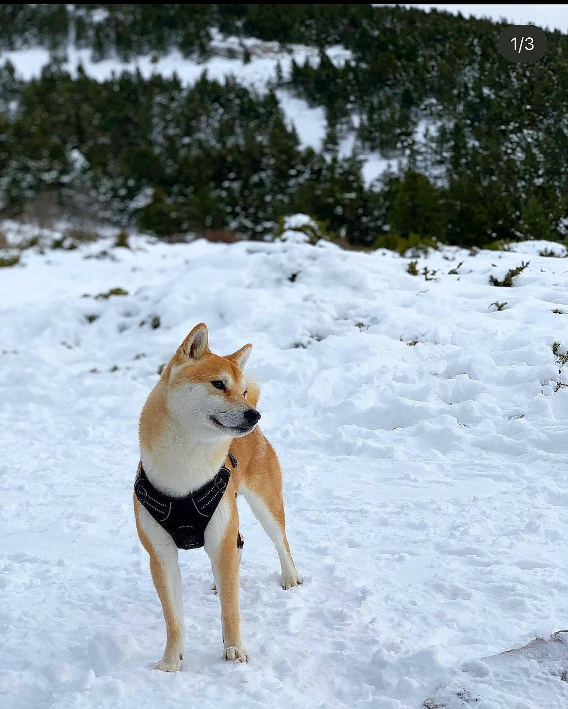 Aku participe au concours pour gagner de l'argent avec cette photo : canidae, carnivore, collar, companion_dog, dog, dog_breed, dog_supply, fawn, freezing, hound, portuguese_podengo, recreation, slope, snow, spitz, sporting_group, tail, tree, winter, working_dog