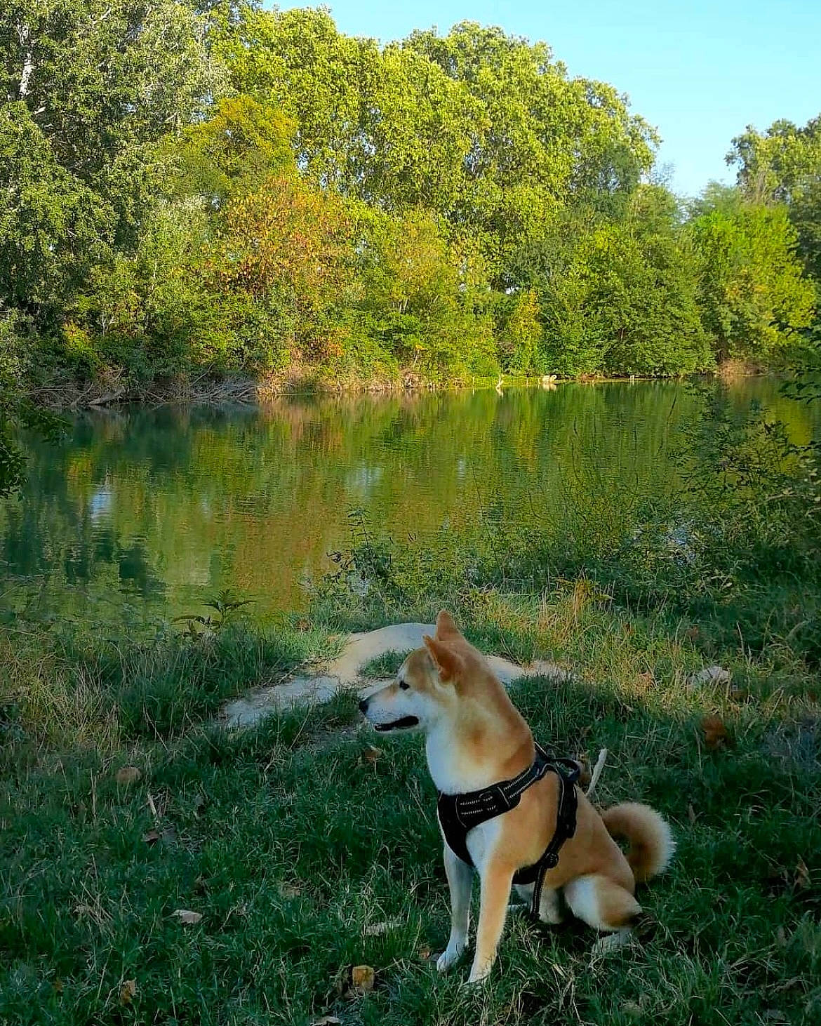 Aku a rejoint le concours — aidez-le/la à gagner de superbes lots ! carnivore, companion_dog, dog, dog_breed, forest, grass, lacustrine_plain, lake, landscape, natural_landscape, plant, reservoir, riparian_zone, sky, tail, tree, water, wetland, woodland, working_animal