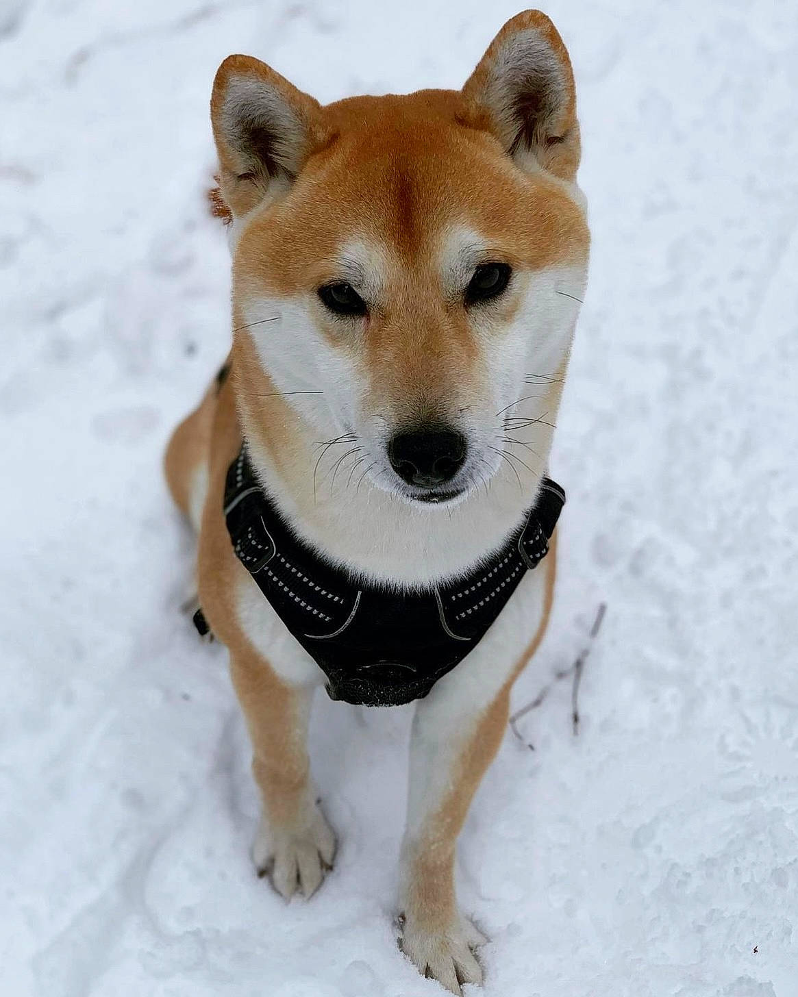 Aku participe au concours pour gagner de l'argent avec cette photo : ancient_dog_breeds, canidae, carnivore, collar, companion_dog, dog, dog_breed, dog_clothes, dog_collar, dog_supply, fawn, freezing, fur, pet_supply, snout, snow, sporting_group, whiskers, winter, working_animal