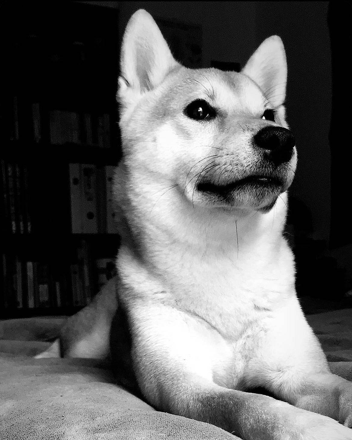 Aku a rejoint le concours — aidez-le/la à gagner de superbes lots ! ancient_dog_breeds, art, bookcase, canidae, carnivore, companion_dog, dog, dog_breed, eye, fur, monochrome, monochrome_photography, non_sporting_group, shelf, snout, terrestrial_animal, whiskers, working_animal