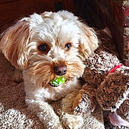 Ulysse participe au concours pour gagner de l'argent avec cette photo : dog, toy, ball, rug, plush_toy, indoor, pet, cute, fluffy, beige, brown, cozy, animal, fur, paw, nose, ears, light, shadow, relaxing