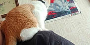 Rouquine participe au concours pour gagner de l'argent avec cette photo : cat, kitten, orange_cat, white_cat, pet, shoulder, indoor, wall, decoration, picture_frame, person, black_shirt, curious, feline, tail, collar, texture, fabric, home, animal