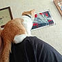 cat, kitten, orange_cat, white_cat, pet, shoulder, indoor, wall, decoration, picture_frame, person, black_shirt, curious, feline, tail, collar, texture, fabric, home, animal