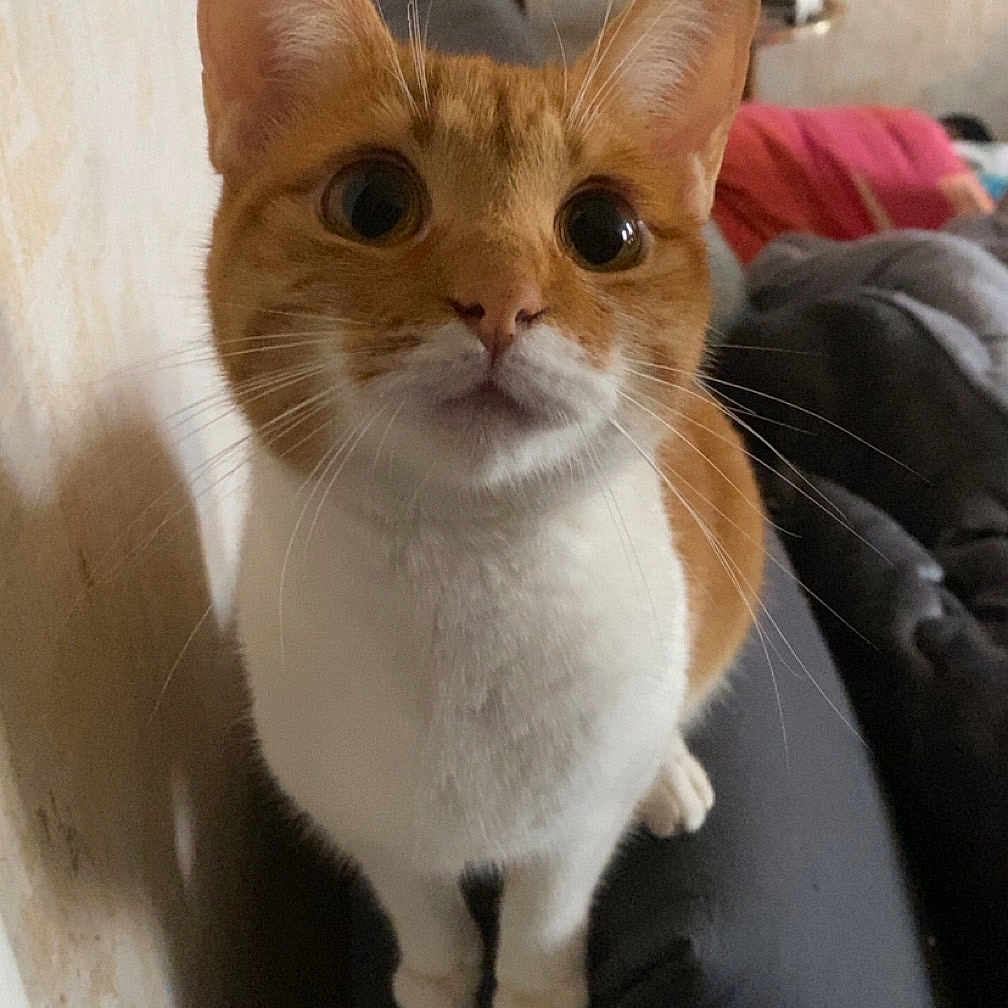 Rouquine participe au concours pour gagner de l'argent avec cette photo : animal, cat, close_up, couch, curious, cute, domestic_animal, ears, feline, furniture, indoor, living_room, looking, mammal, orange_cat, pet, sitting, whiskers, white_cat, wide_eyes