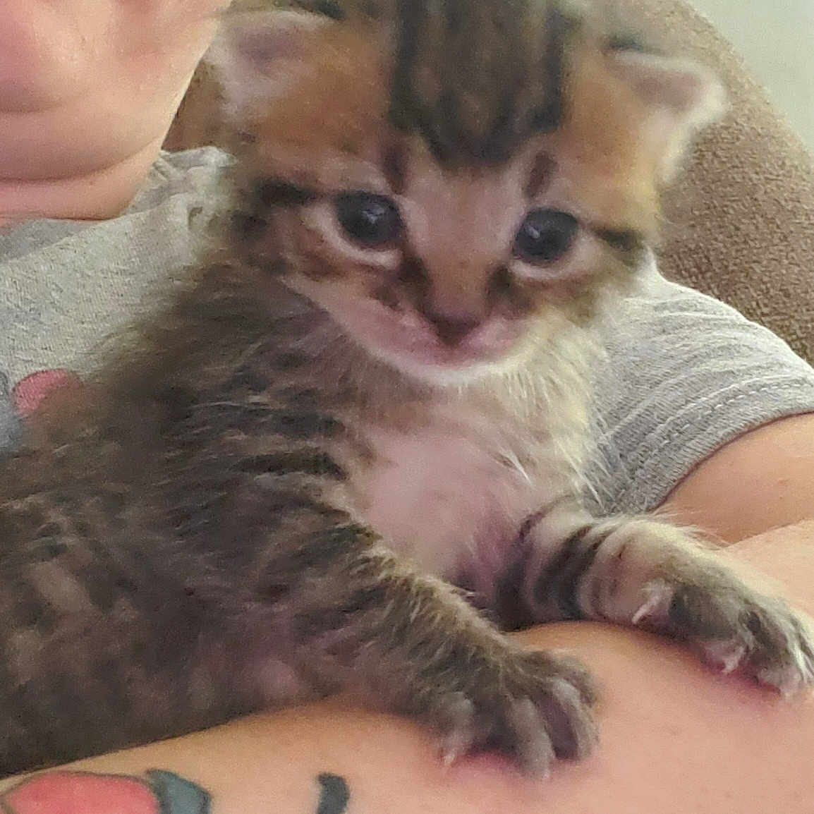 Leo joined the competition — help win amazing prizes! kitten, cat, tabby, tattoo, arm, person, face, smile, indoor, closeup, pet, animal, feline, cute, young, fur, claws, holding, resting, casual