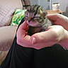 kitten, hand, person, indoor, couch, pillow, newborn, animal, feline, blurred, closeup, cozy, soft_furniture, domestic, cute, small, resting, pet, young, holding