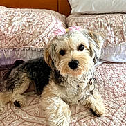 Cookie is registered to the contest to win money with this photo: dog, pet, bed, bedding, pink_bow, cute, fluffy, indoor, fur, lying_down, collar, bedroom, comfort, animal, small_dog, looking_at_camera, decor, pillow, quilt, resting
