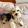 dog, pet, bed, bedding, pink_bow, cute, fluffy, indoor, fur, lying_down, collar, bedroom, comfort, animal, small_dog, looking_at_camera, decor, pillow, quilt, resting