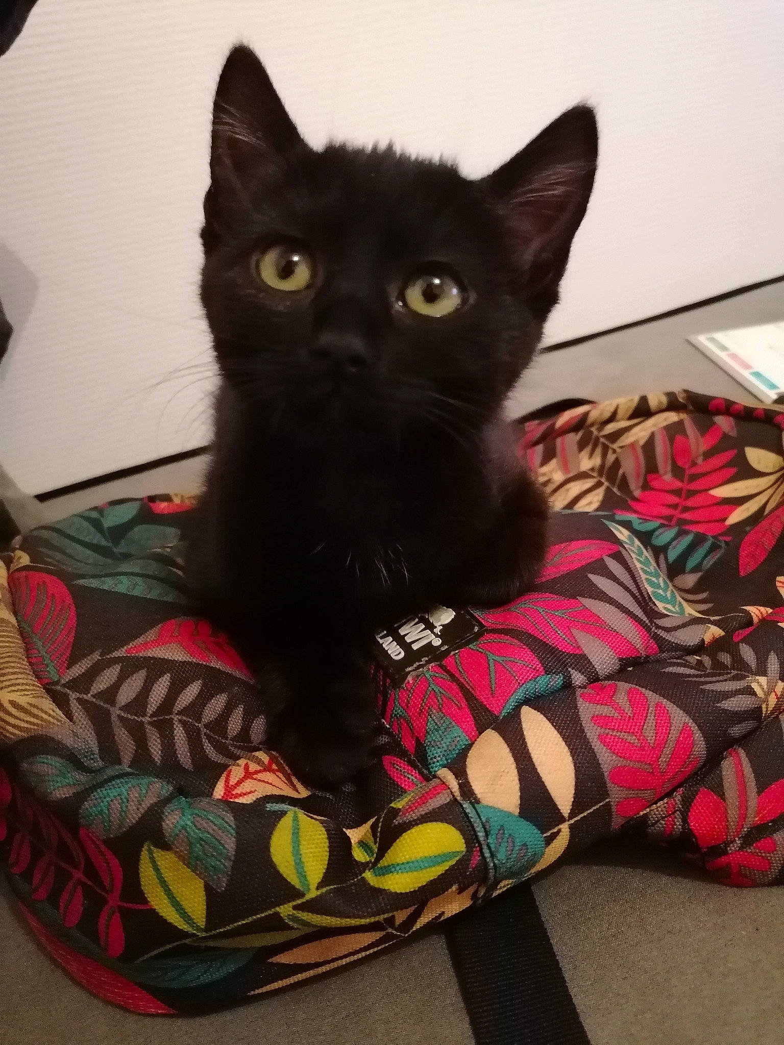 Sangha a rejoint le concours — aidez-le/la à gagner de superbes lots ! black_cat, bombay, carmine, carnivore, cat, cat_furniture, cat_supply, claw, comfort, domestic_short_haired_cat, felidae, fur, grey, pattern, pet_supply, sitting, small_to_medium_sized_cats, snout, tail, whiskers