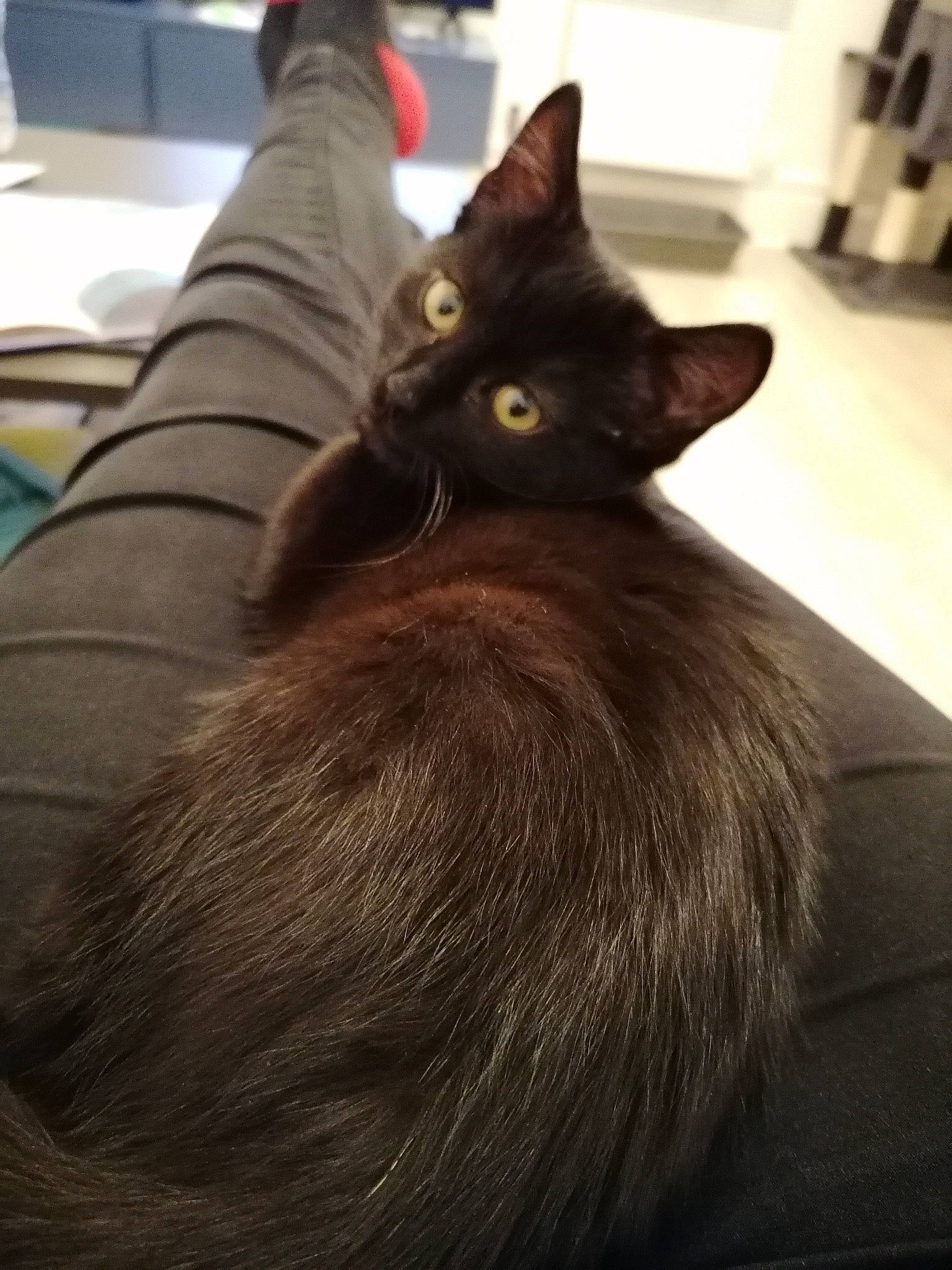 Sangha a rejoint le concours — aidez-le/la à gagner de superbes lots ! black_cat, bombay, brown, carnivore, cat, claw, comfort, domestic_short_haired_cat, ear, eye, felidae, floor, flooring, fur, grey, iris, small_to_medium_sized_cats, snout, tail, whiskers