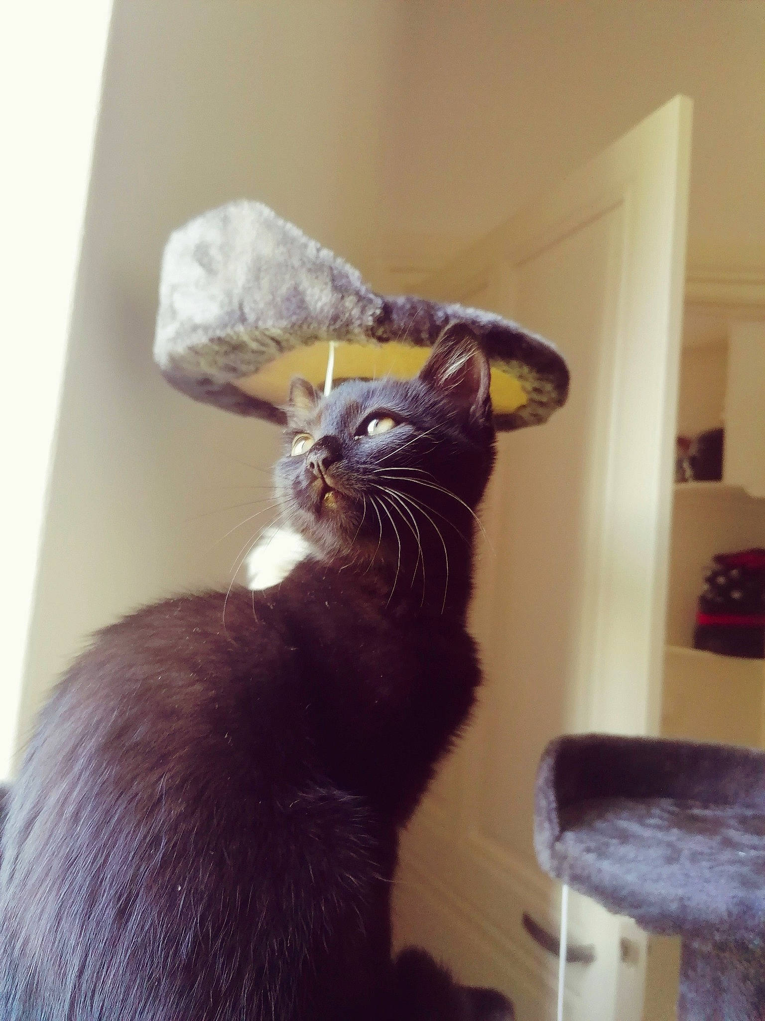 Sangha participe au concours pour gagner de l'argent avec cette photo : black_cat, bombay, carnivore, cat, cat_supply, comfort, domestic_short_haired_cat, felidae, fur, hardwood, plant, room, small_to_medium_sized_cats, tail, whiskers, window, wood