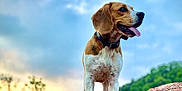 Rouky participe au concours pour gagner de l'argent avec cette photo : animal, beagle, canine, cloud, collar, daylight, dog, grass, happy, hill, landscape, mammal, nature, outdoor, pet, rock, sky, standing, sunset, tongue_out