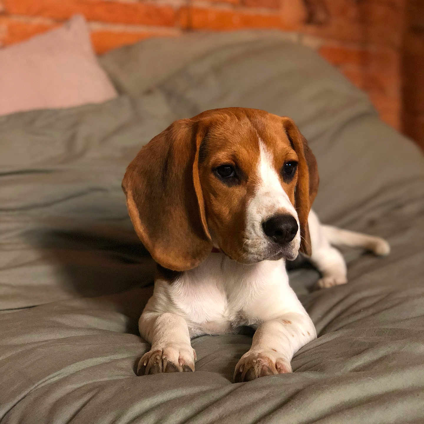 Rouky participe au concours pour gagner de l'argent avec cette photo : animal, beagle, blanket, brown, canine, cozy, cute, dog, ears, face, fur, indoor, laying_down, nose, paws, pet, puppy, resting, white, young