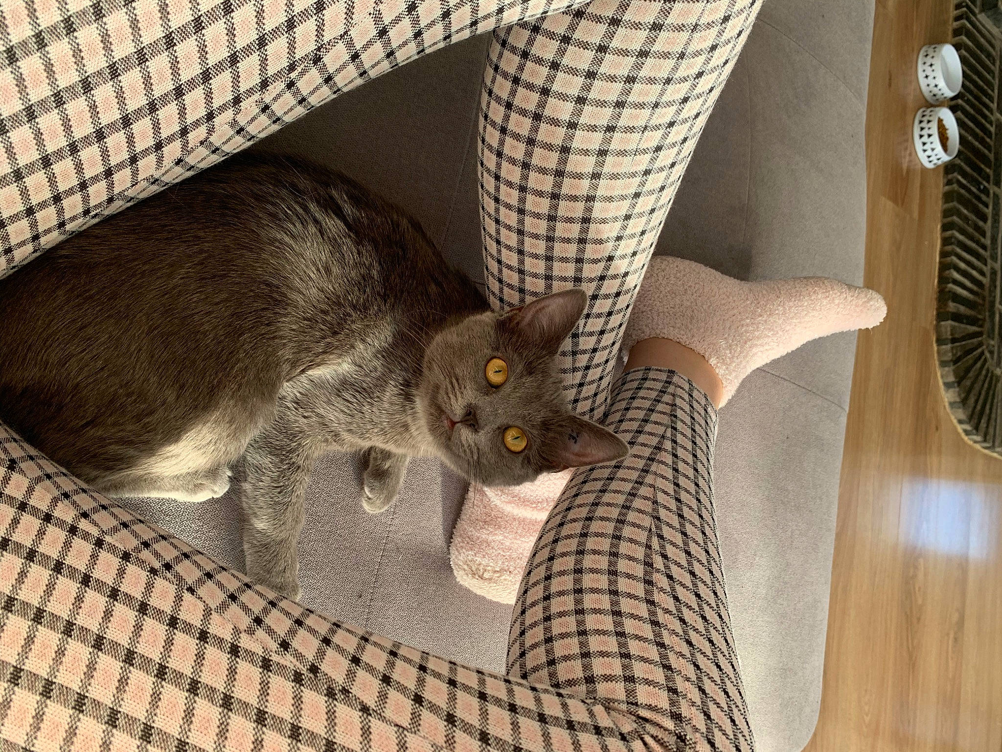 Kitkat a rejoint le concours — aidez-le/la à gagner de superbes lots ! abyssinian, asian, british_shorthair, burmese, carnivore, cat, chartreux, chausie, domestic_short_haired_cat, european_shorthair, fawn, felidae, kitten, korat, mammal, russian_blue, singapura, small_to_medium_sized_cats, whiskers