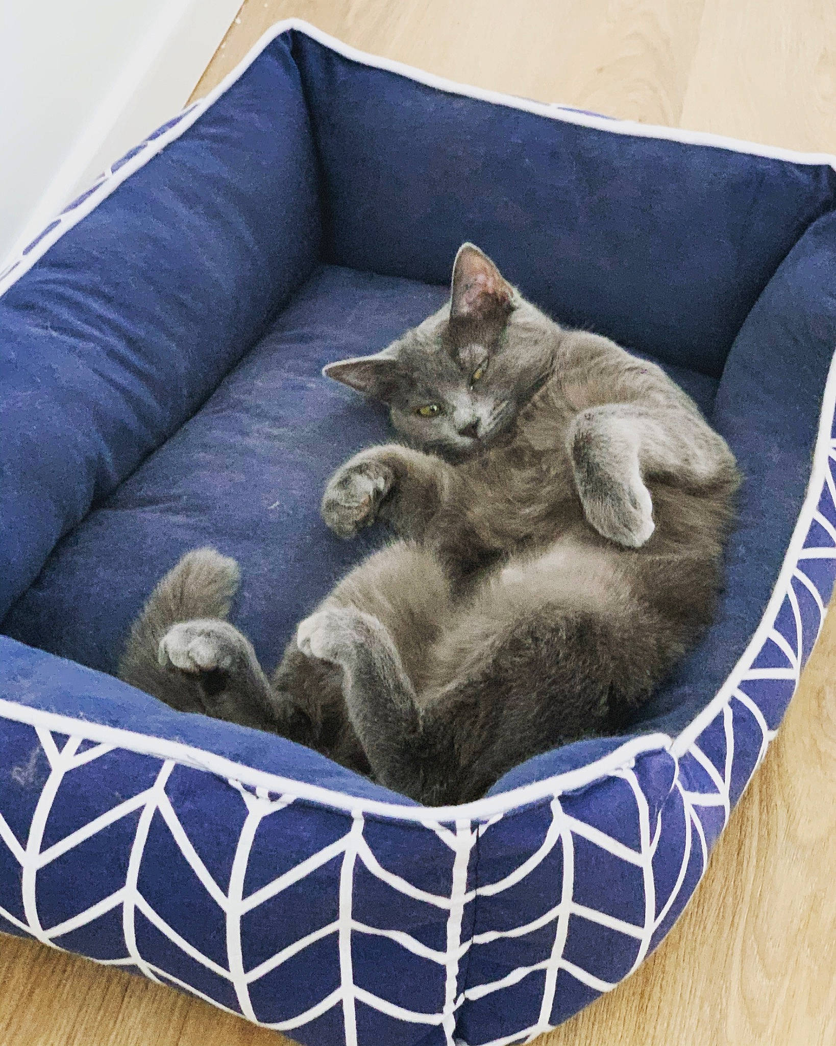 Kitkat participe au concours pour gagner de l'argent avec cette photo : asian, british_shorthair, carnivore, cat, cat_bed, cat_supply, comfort, dog_bed, domestic_short_haired_cat, european_shorthair, felidae, kitten, korat, nap, pet_supply, russian_blue, small_to_medium_sized_cats, whiskers
