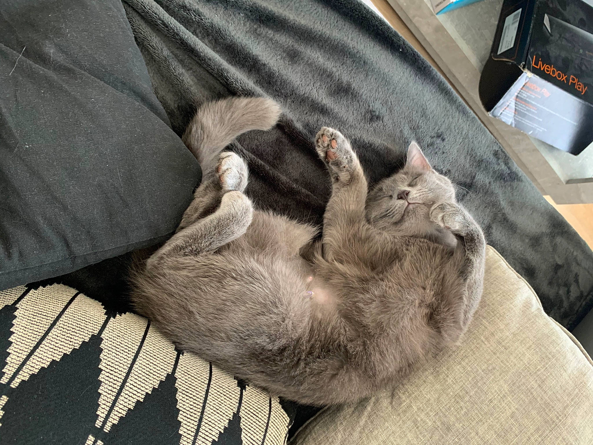 Kitkat a rejoint le concours — aidez-le/la à gagner de superbes lots ! asian, burmilla, carnivore, cat, comfort, domestic_short_haired_cat, european_shorthair, fawn, felidae, fur, korat, mammal, nap, russian_blue, small_to_medium_sized_cats, snout, whiskers