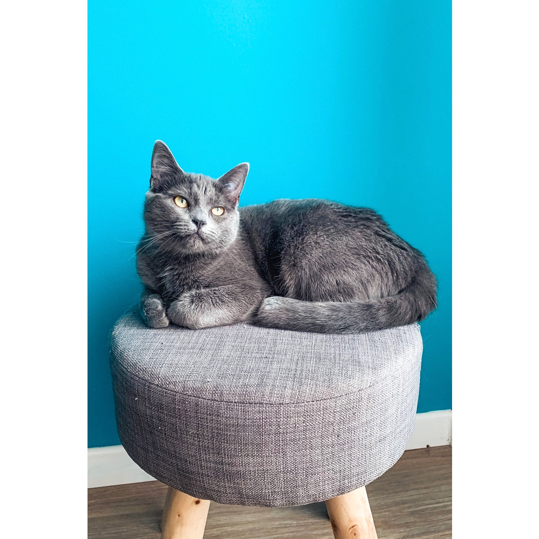 Kitkat participe au concours pour gagner de l'argent avec cette photo : asian, british_shorthair, carnivore, cat, cat_bed, cat_furniture, cat_supply, domestic_short_haired_cat, european_shorthair, felidae, furniture, korat, russian_blue, small_to_medium_sized_cats, tabby_cat, turquoise, whiskers