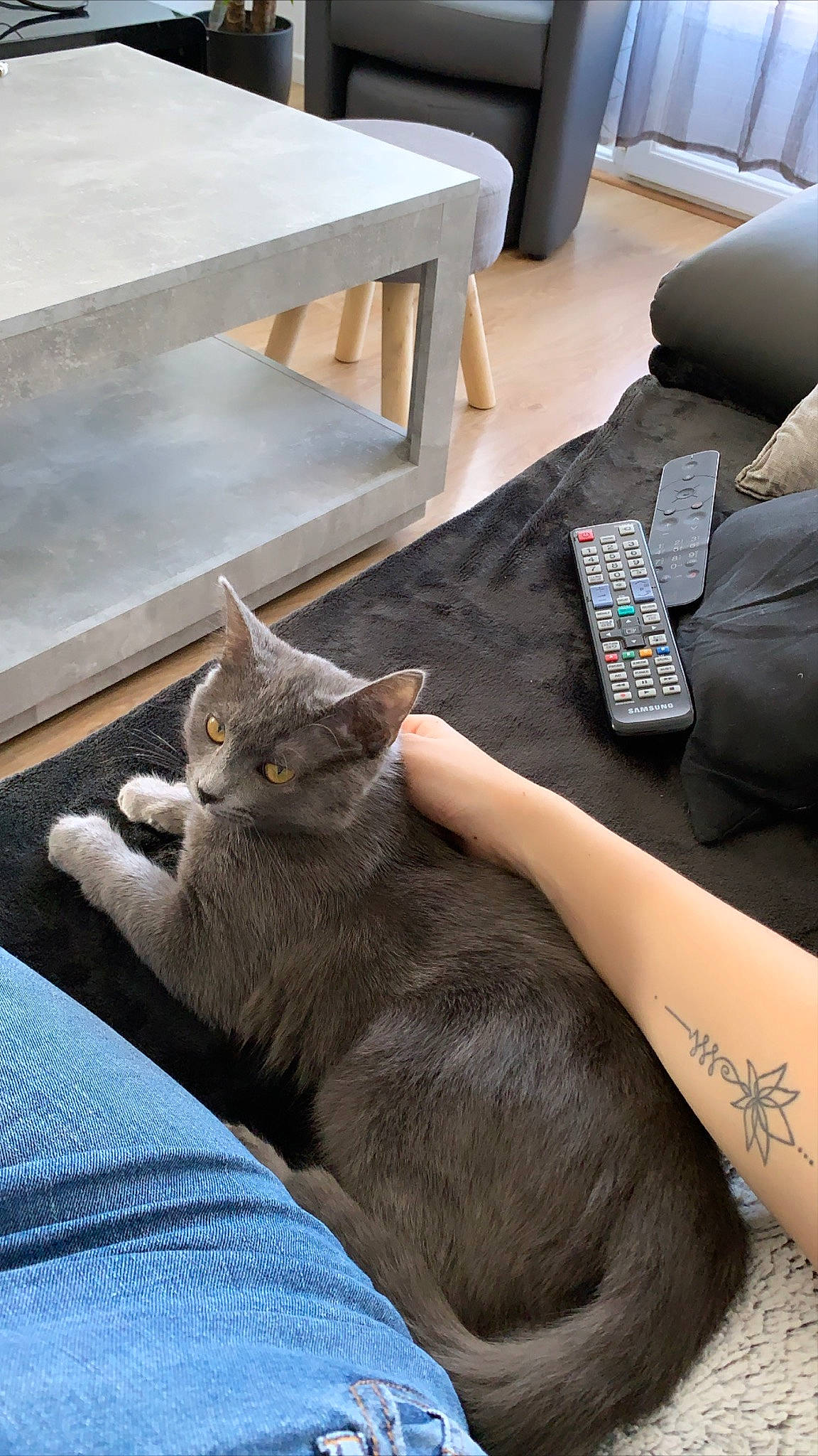 Kitkat a rejoint le concours — aidez-le/la à gagner de superbes lots ! asian, carnivore, cat, chartreux, comfort, couch, domestic_short_haired_cat, european_shorthair, felidae, floor, flooring, furniture, korat, nap, nebelung, room, russian_blue, small_to_medium_sized_cats, whiskers