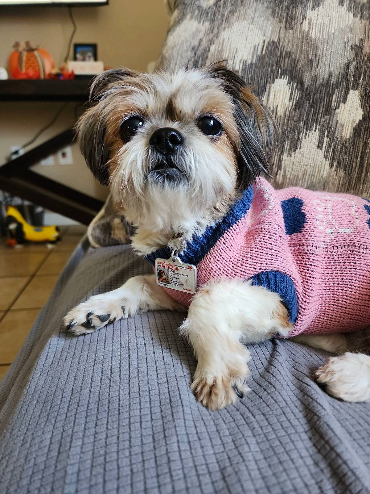 Lexi is registered to the contest to win money with this photo: canidae, carnivore, comfort, companion_dog, dog, dog_breed, dog_supply, fawn, fur, liver, pet_supply, picture_frame, shelf, shih_tzu, small_terrier, snout, sporting_group, terrier, toy_dog, working_animal