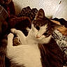 cat, feline, pet, animal, gray_and_white, tabby, relaxed, lying_down, bed, blanket, teddy_bear, stuffed_animal, plush_toy, indoor, bedroom, cozy, portrait, whiskers, ears, close_up