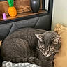 cat, gray_cat, sleeping, curled_up, pet, feline, whiskers, ears, fur, blanket, bed, bedroom, headboard, pillow, home_decor, vase, decorative_pineapple, cozy, indoors, portrait