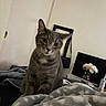 cat, gray_cat, pet, animal, portrait, sitting, indoors, bedroom, blanket, fluffy_blanket, bed, home, mirror, television, flowers, vase, whiskers, ears, green_eyes, cozy