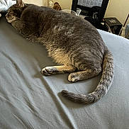 Lucy joined the competition — help win amazing prizes! cat, gray_cat, sleeping, bed, indoor, feline, pet, resting, domestic_animal, fur, tail, whiskers, cozy, quiet, mirror, blanket, home, comfort, animal, relaxation