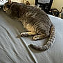 animal, bed, blanket, cat, comfort, cozy, domestic_animal, feline, fur, gray_cat, home, indoor, mirror, pet, quiet, relaxation, resting, sleeping, tail, whiskers